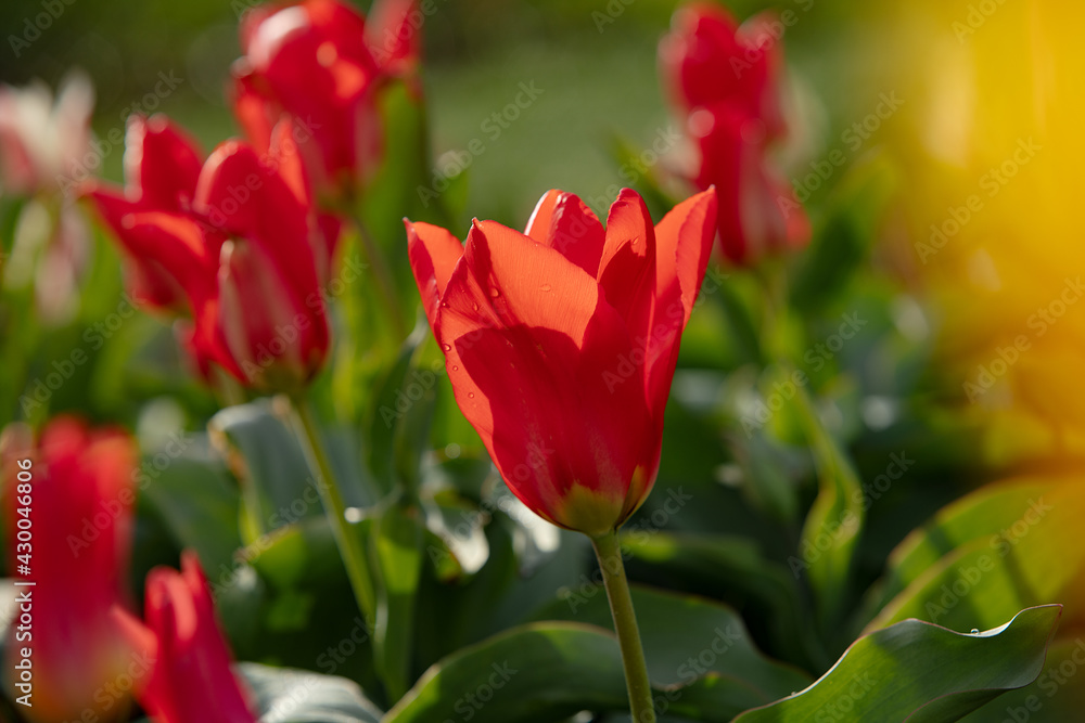 Mixed color tulips growing in the natural field. Best for the illustration of celebration, birthday, party, banner, spring, freshness, and summer