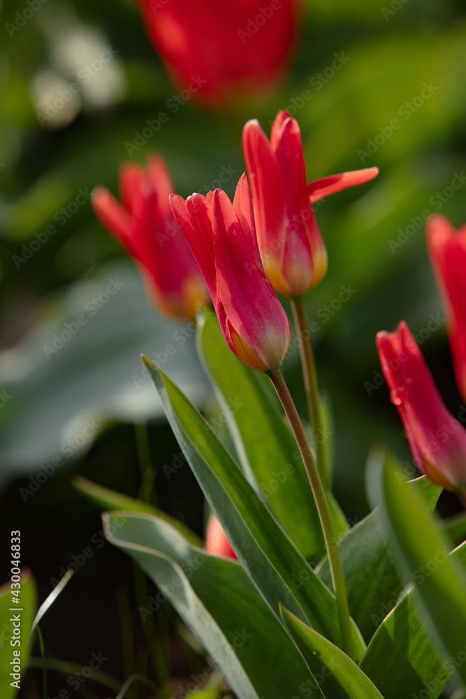 Mixed color tulips growing in the natural field. Best for the illustration of celebration, birthday, party, banner, spring, freshness, and summer Mixed color tulips growing in the natural field. Best for the illustration of celebration, birthday, party, banner, spring, freshness, and summer