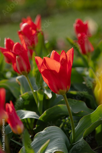 multicolored tulips in the natural fields. Photography for illustration of freshness