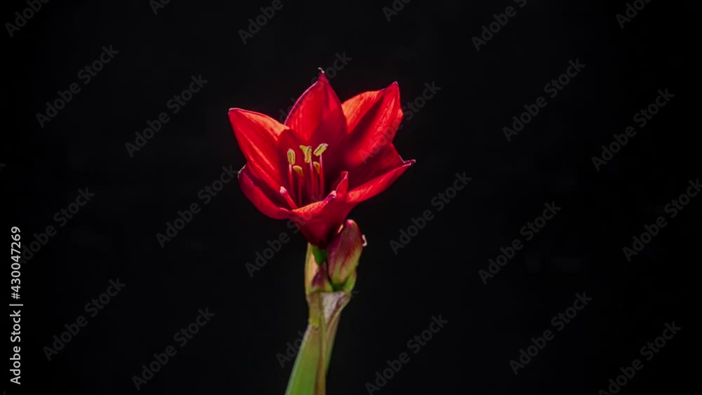 The flower of the red Hippeastrum blooms, time-lapse. The sharp petals of a red plant unfolds against a black background. Holiday, love, birthday design backdrop. Bud closeup. Macro The flower of the red Hippeastrum blooms, time-lapse. The sharp petals of a red plant unfolds against a black background. Holiday, love, birthday design backdrop. Bud closeup. Macro