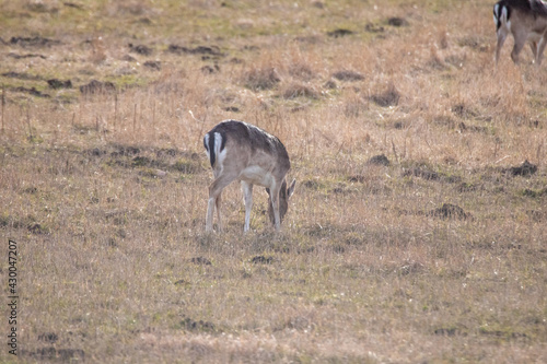 Fototapeta Naklejka Na Ścianę i Meble -  deer in the wild
