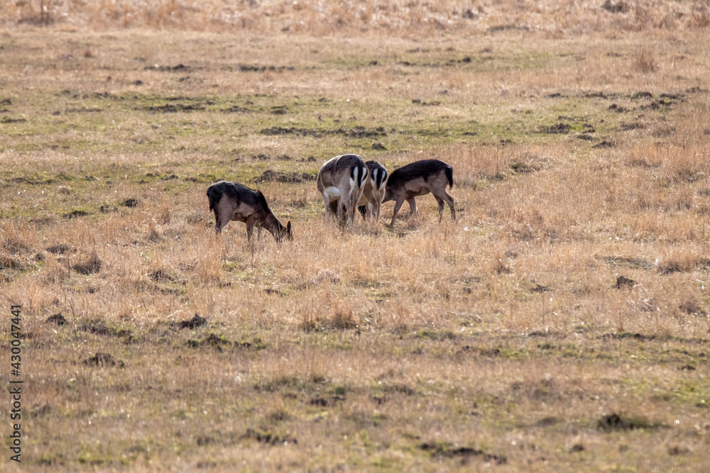 herd of deer eating herd of deer eating