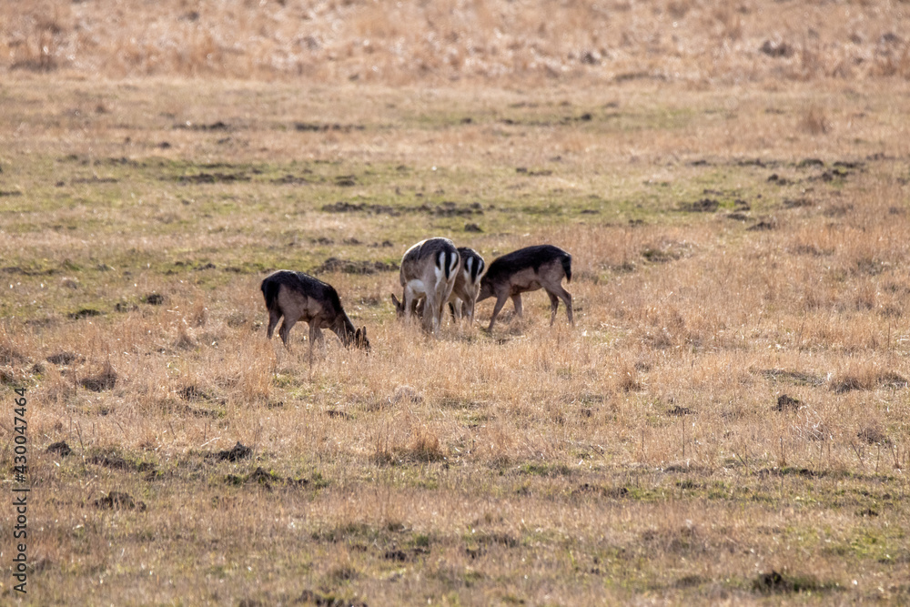 herd of deer eating herd of deer eating