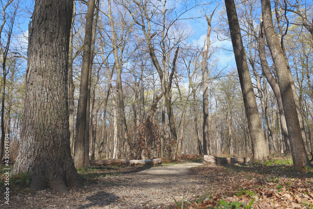 Forest trail. Scenic panoramic view of the Canyon in National Park, in the State of Illinois, USA. Mountain hiking trail. Forest trail. Scenic panoramic view of the Canyon in National Park, in the State of Illinois, USA. Mountain hiking trail.