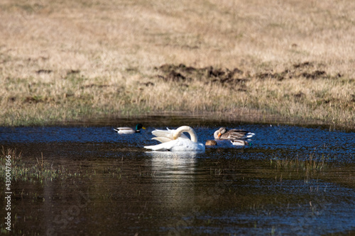 Fototapeta Naklejka Na Ścianę i Meble -  ducks and swans on the lake