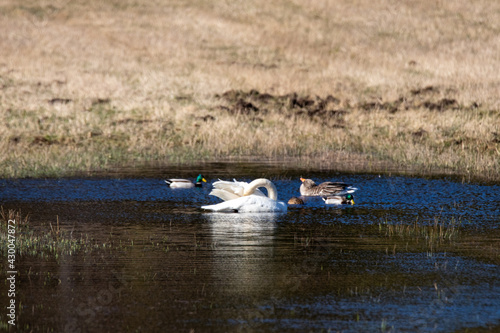 Fototapeta Naklejka Na Ścianę i Meble -  ducks and swans on the lake