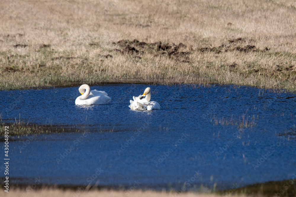 white swans on lake 