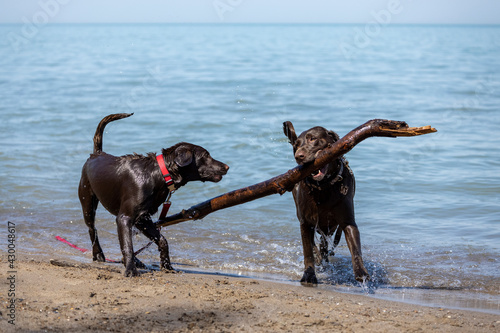 Two Labrador dogs playing together on the beach with a big piece of wood. 