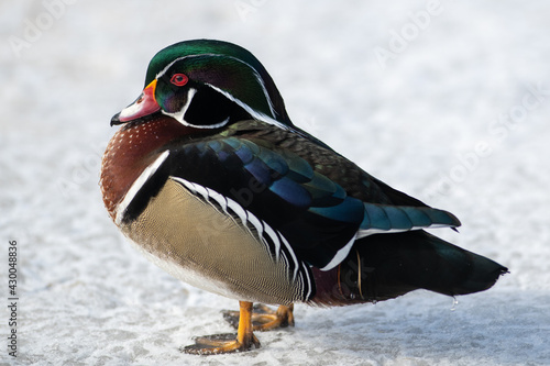 A single aquatic wood duck swims in calm blue water. There's a reflection of the duck and the water has circular waves around it. The woodie has a green crested head with a chestnut brown chest. 