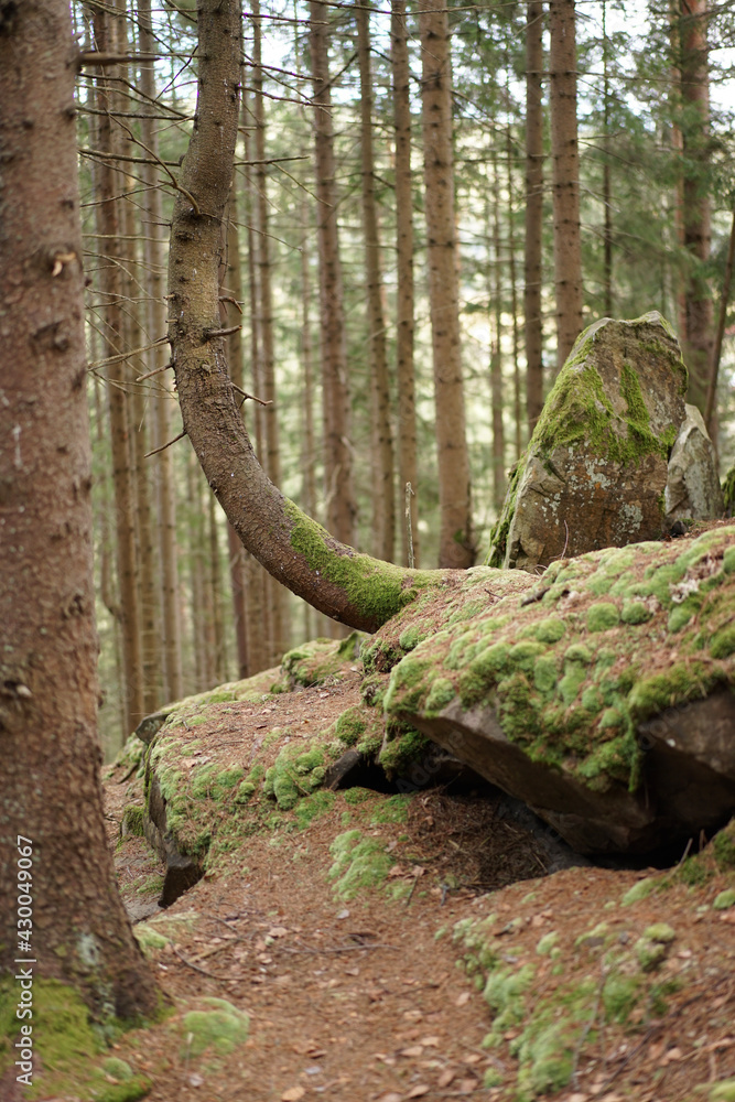 tree in the forest tree in the forest