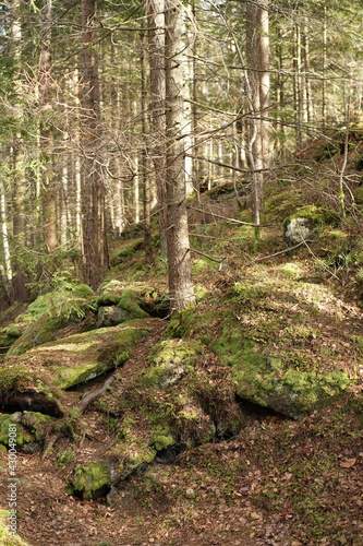 path in the forest