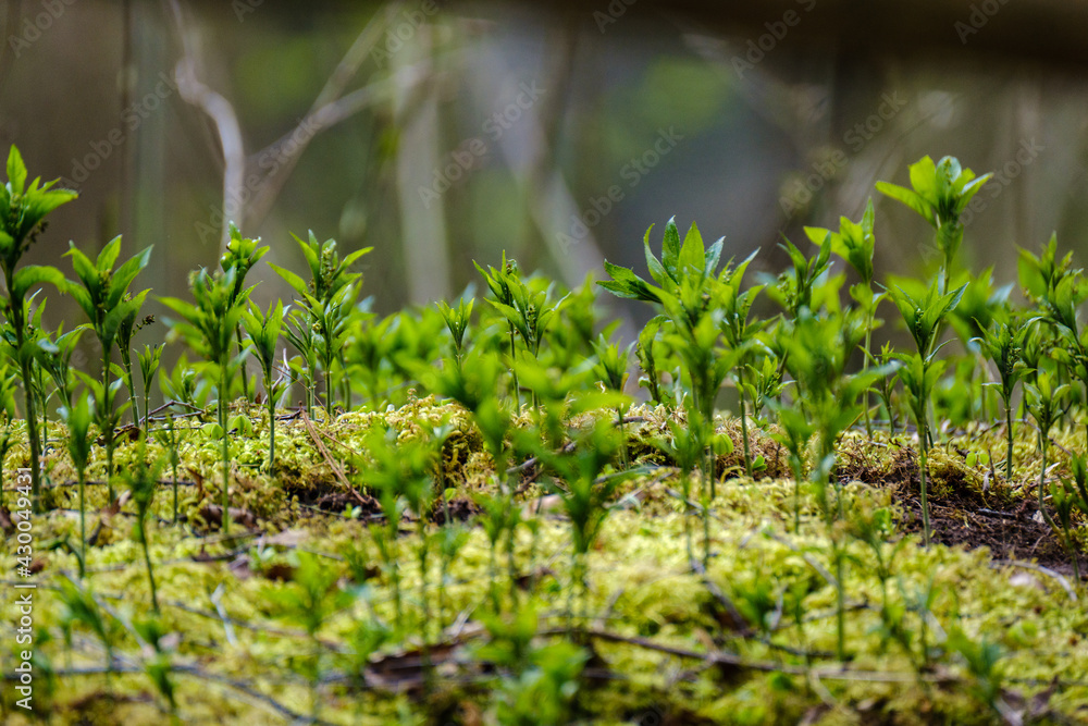 green summer meadow abstract texture with flowers green summer meadow abstract texture with flowers