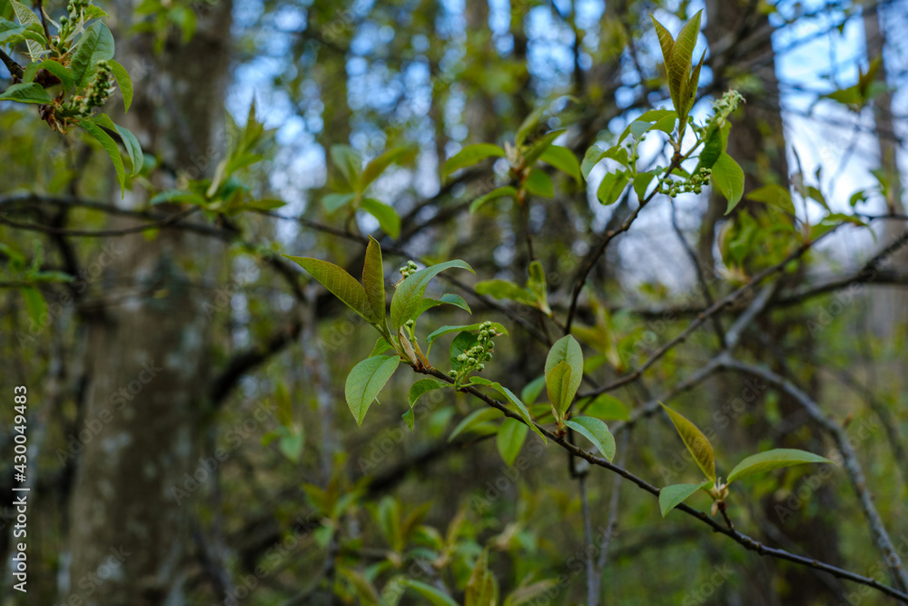 small tree branches in spring on neutral blur background small tree branches in spring on neutral blur background
