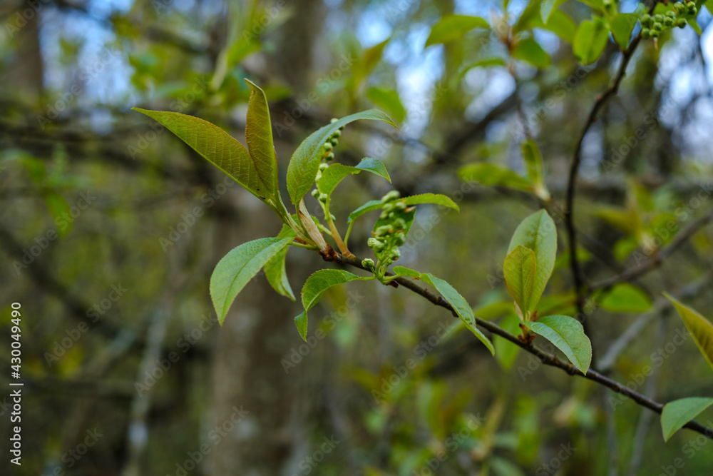 small tree branches in spring on neutral blur background small tree branches in spring on neutral blur background