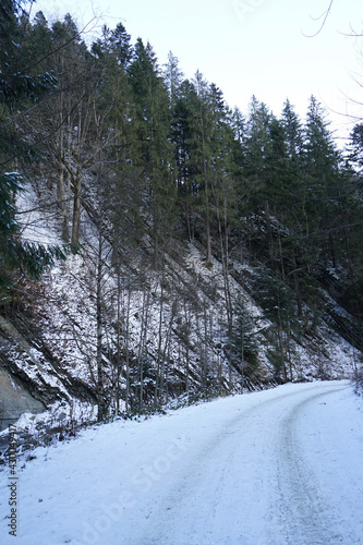 snow covered trees