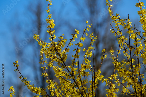 small tree branches in spring on neutral blur background