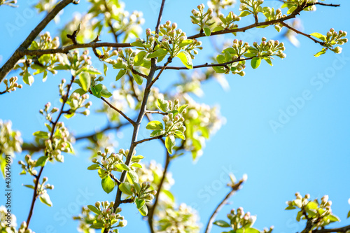 small tree branches in spring on neutral blur background © Martins Vanags