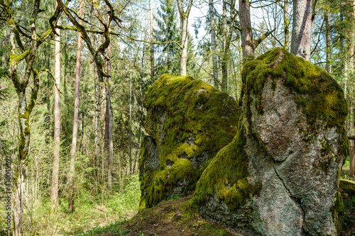 large stones in wild forest with moss