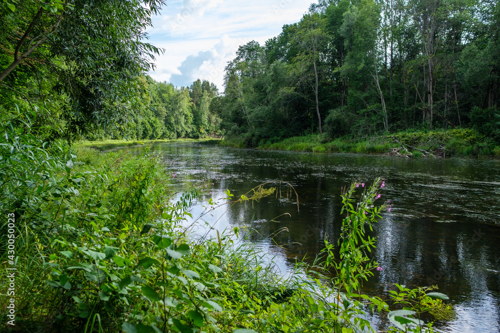 slow forest river in summer green woods with rocks in stream