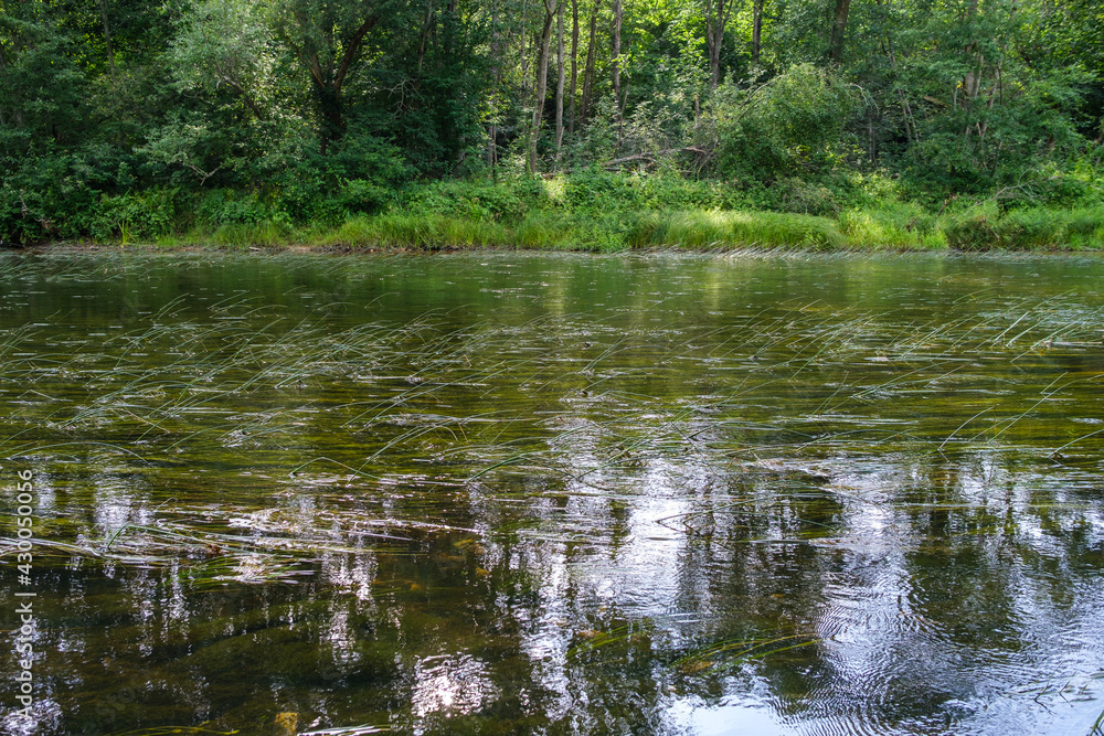 slow forest river in summer green woods with rocks in stream slow forest river in summer green woods with rocks in stream