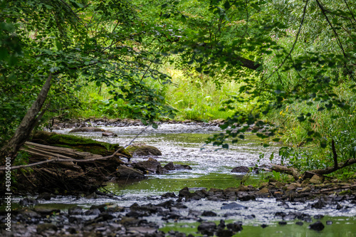 slow forest river in summer green woods with rocks in stream