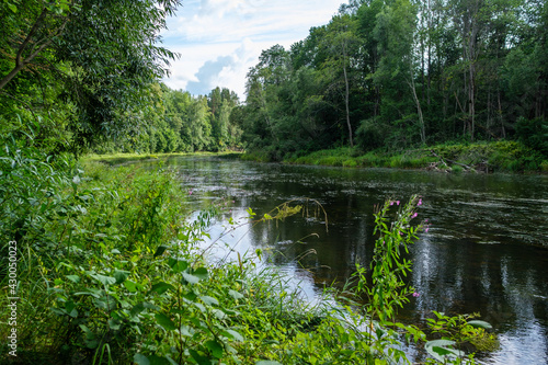 slow forest river in summer green woods with rocks in stream