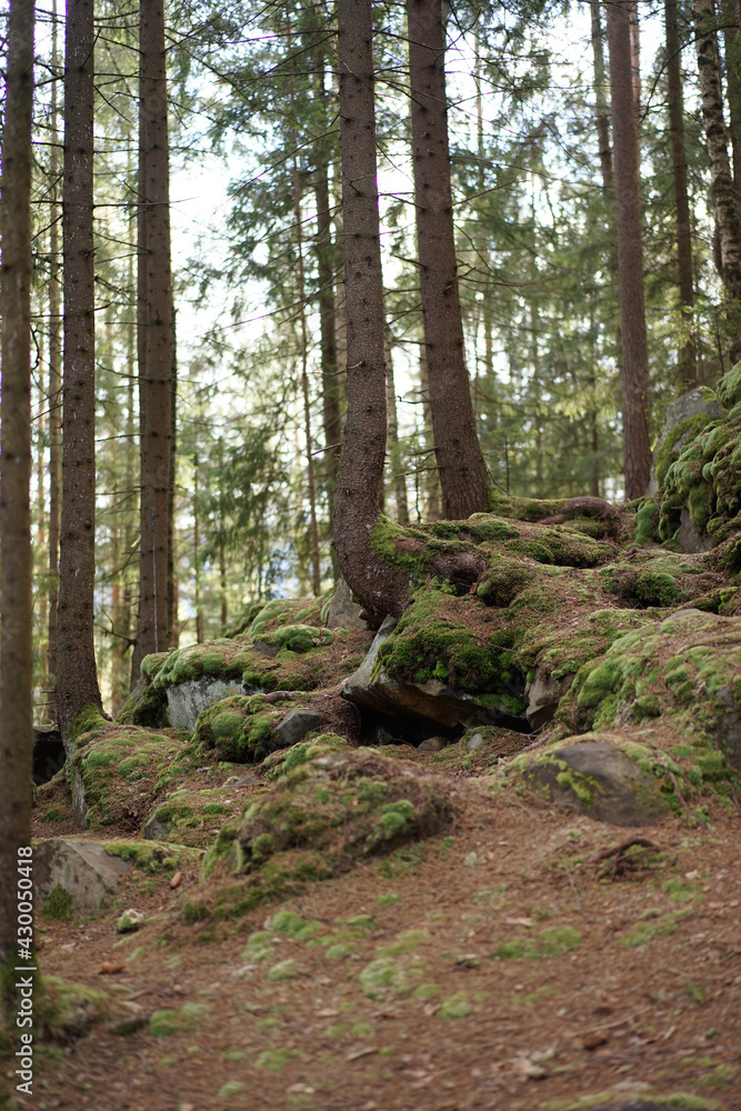 Fototapeta premium path in the forest