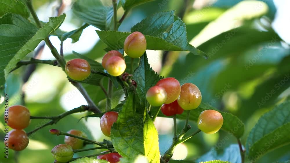Tokyo,Japan-April 26, 2021: Closeup of Young cherry blossom fruit in the morning
Tokyo,Japan-April 26, 2021: Closeup of Young cherry blossom fruit in the morning
