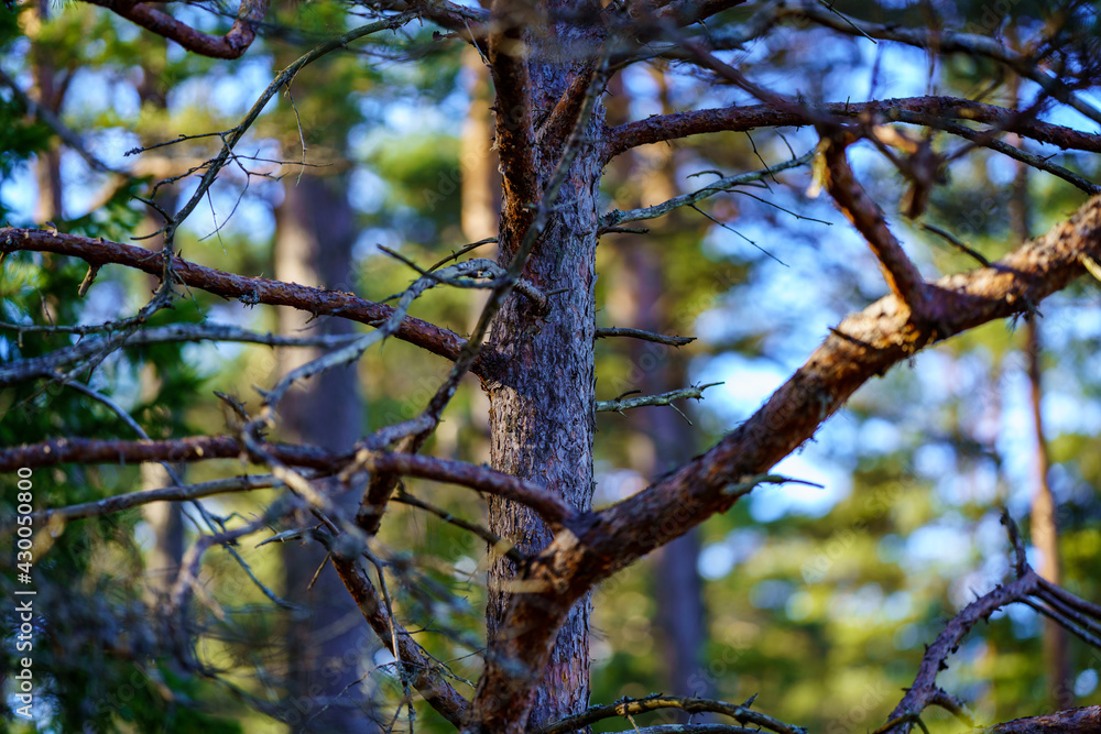 tree trunk textured background in spring forest tree trunk textured background in spring forest