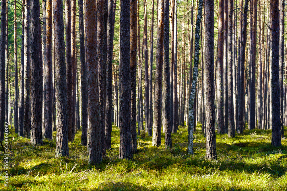 tree trunk textured background in spring forest tree trunk textured background in spring forest