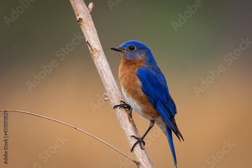 photo of an eastern bluebird male on a branch