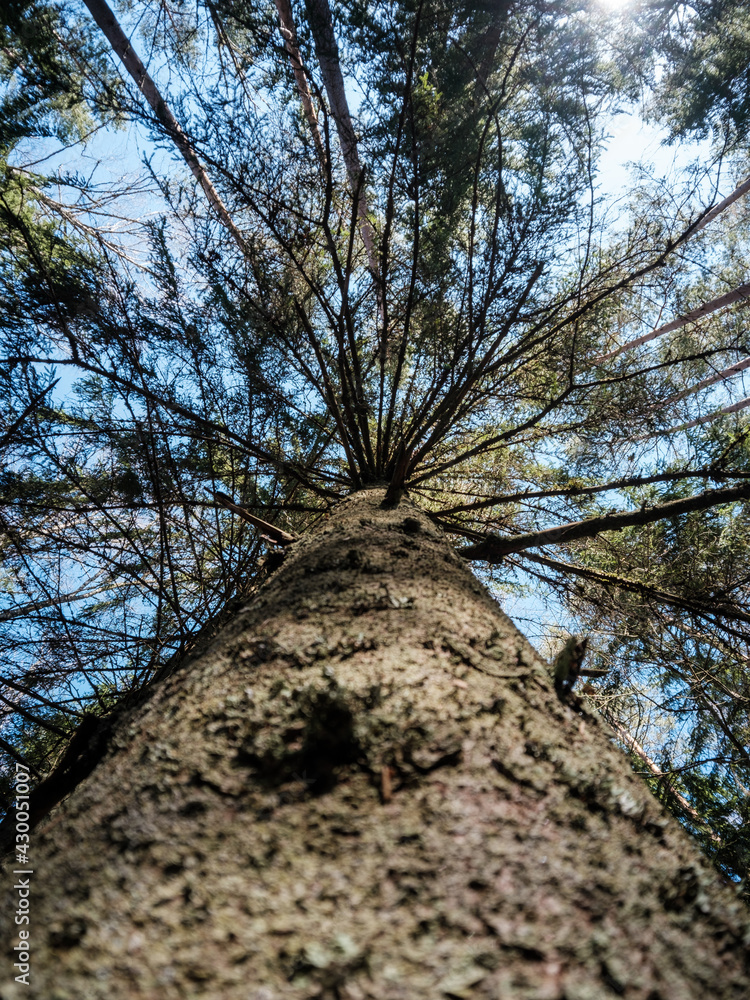 tree trunk textured background in spring forest tree trunk textured background in spring forest