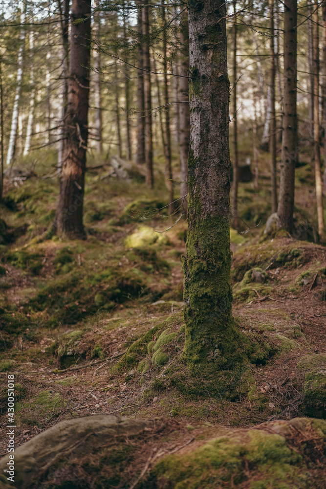 Fototapeta premium footpath in the woods