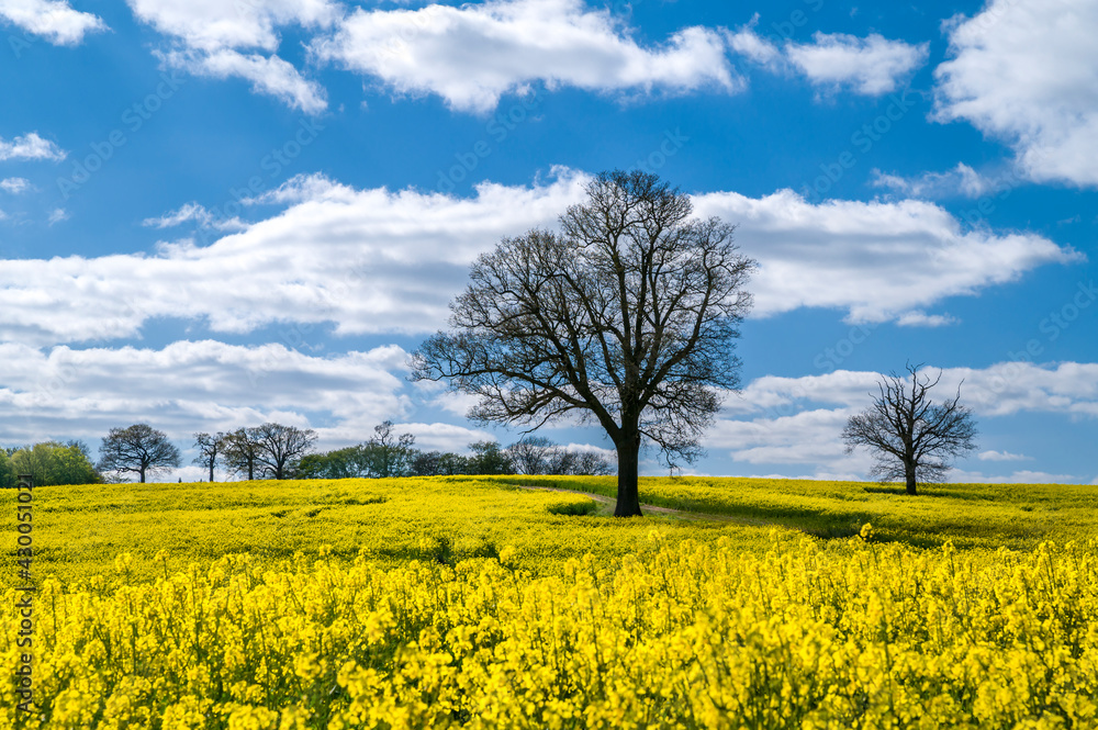 Beautiful rape fields in Hertfordshire Beautiful rape fields in Hertfordshire