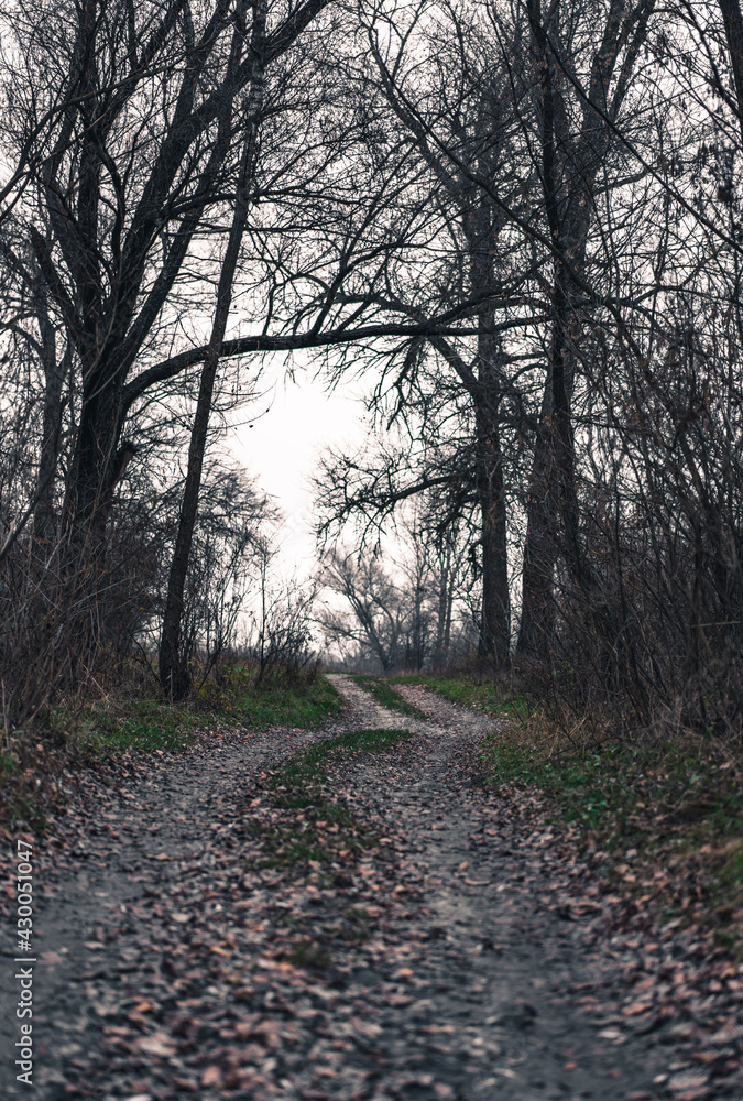 Fototapeta premium path in the forest