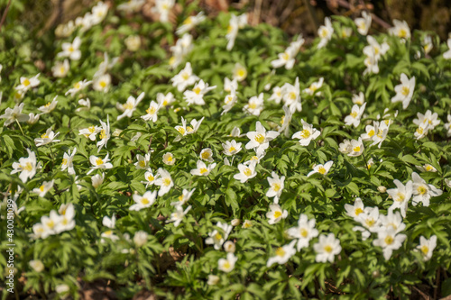 white small spring flowers closeup on green meadow © Martins Vanags