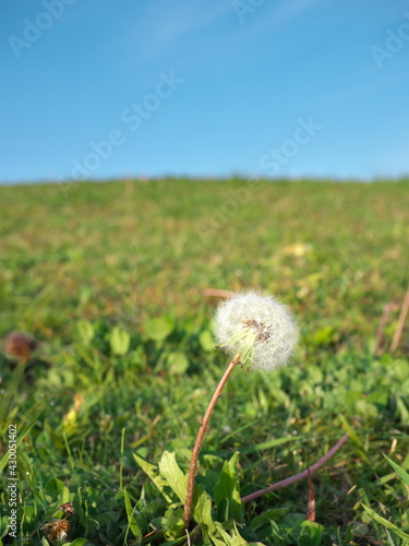 Tokyo Japan-April 25  2021  Dandelion puff or parachute ball near a hill 