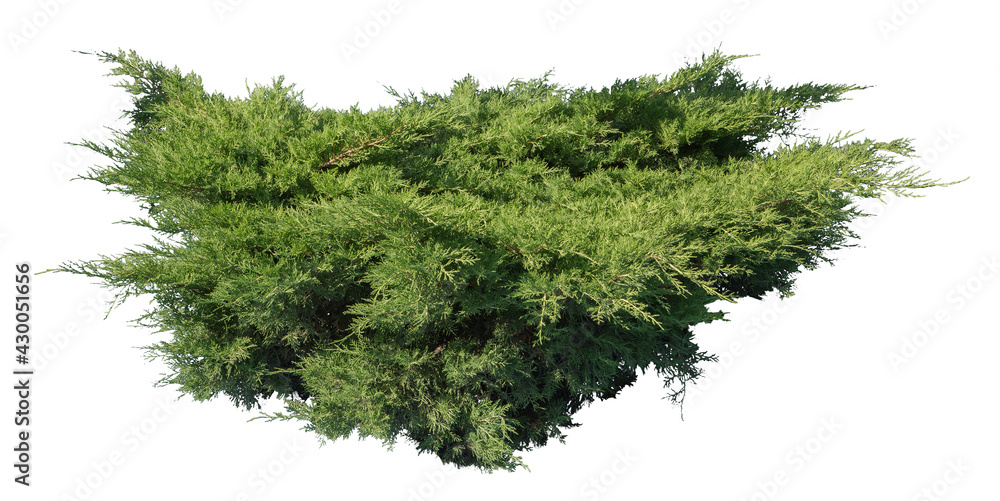 Juniper shrub, isolated plant on white background Juniper shrub, isolated plant on white background