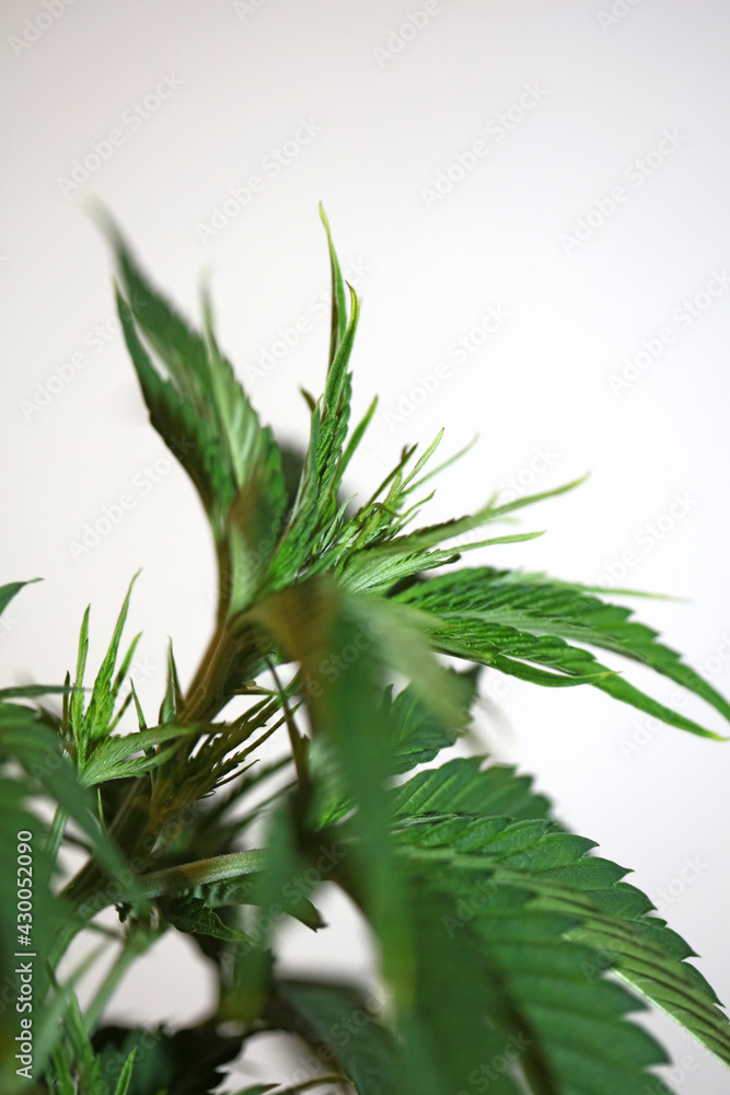Fototapeta premium Marihuana plant close up Cannabis sativa family cannabaceae modern botanical background high quality print medical super lemon haze