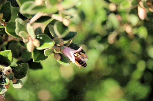 Western Honey Bee (Apis mellifera) inside Correa flower, South Australia