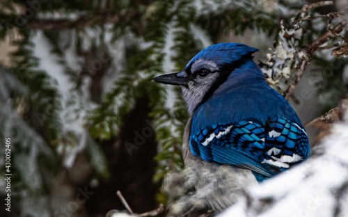 blue jay in winter
