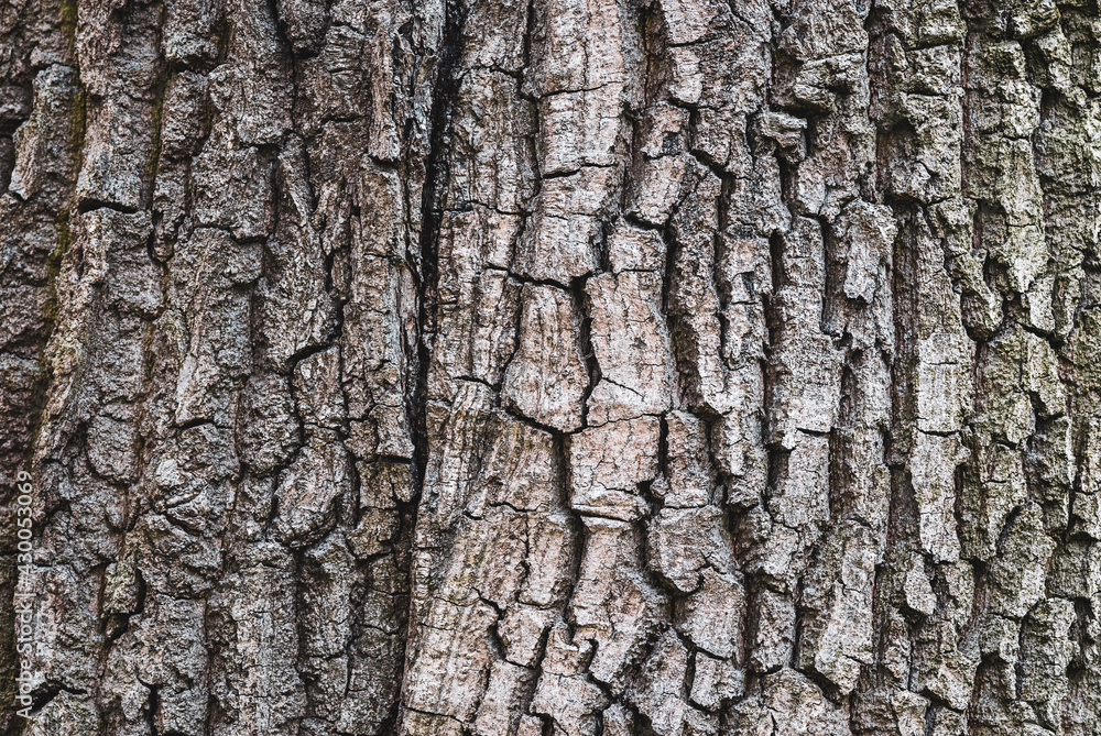 Old tree bark texture, closeup