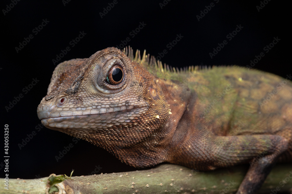 Fototapeta premium Macro Closeup image of rare species lizard of Sabah, Borneo