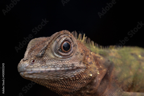 Macro Closeup image of rare species lizard of Sabah, Borneo