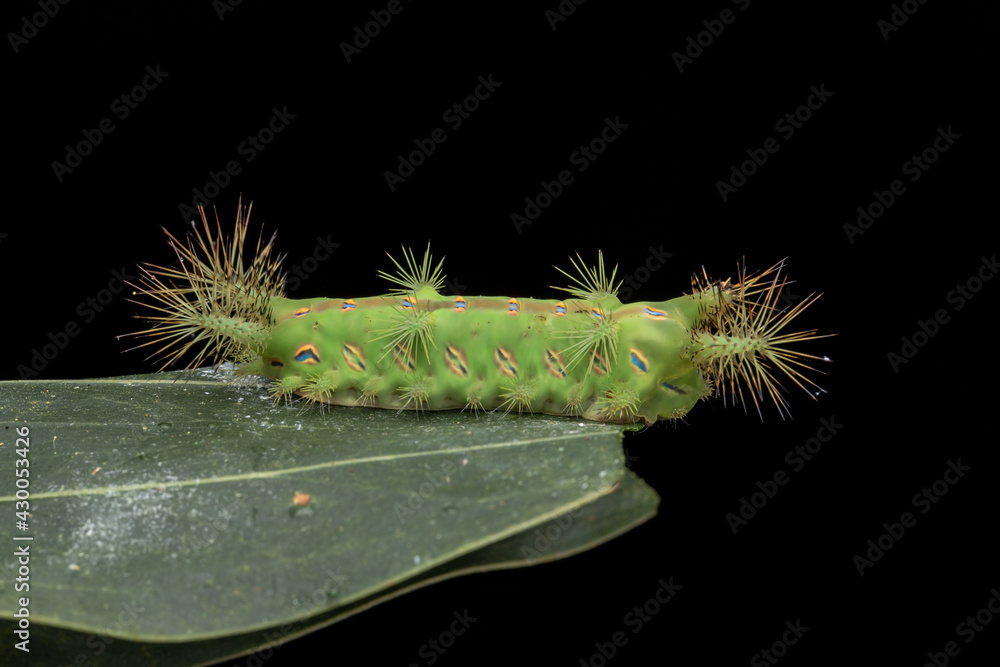 Fototapeta premium Close up of beautiful green stinging nettle slug caterpillar on green leaves