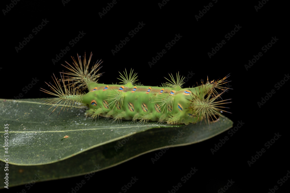 Fototapeta premium Close up of beautiful green stinging nettle slug caterpillar on green leaves
