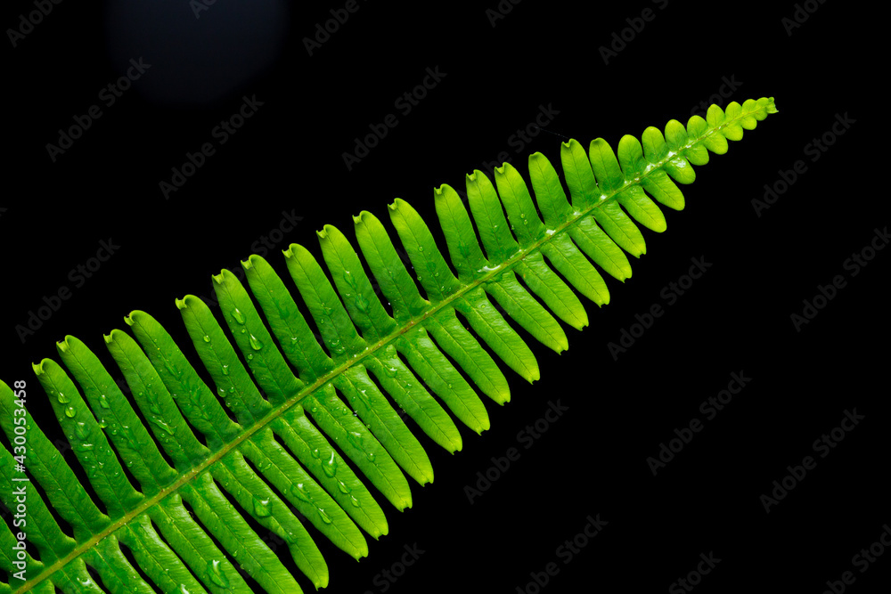 abstract green leaves isolated on black abstract green leaves isolated on black