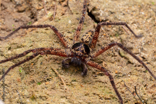 Beautiful Wildlife spider on ground