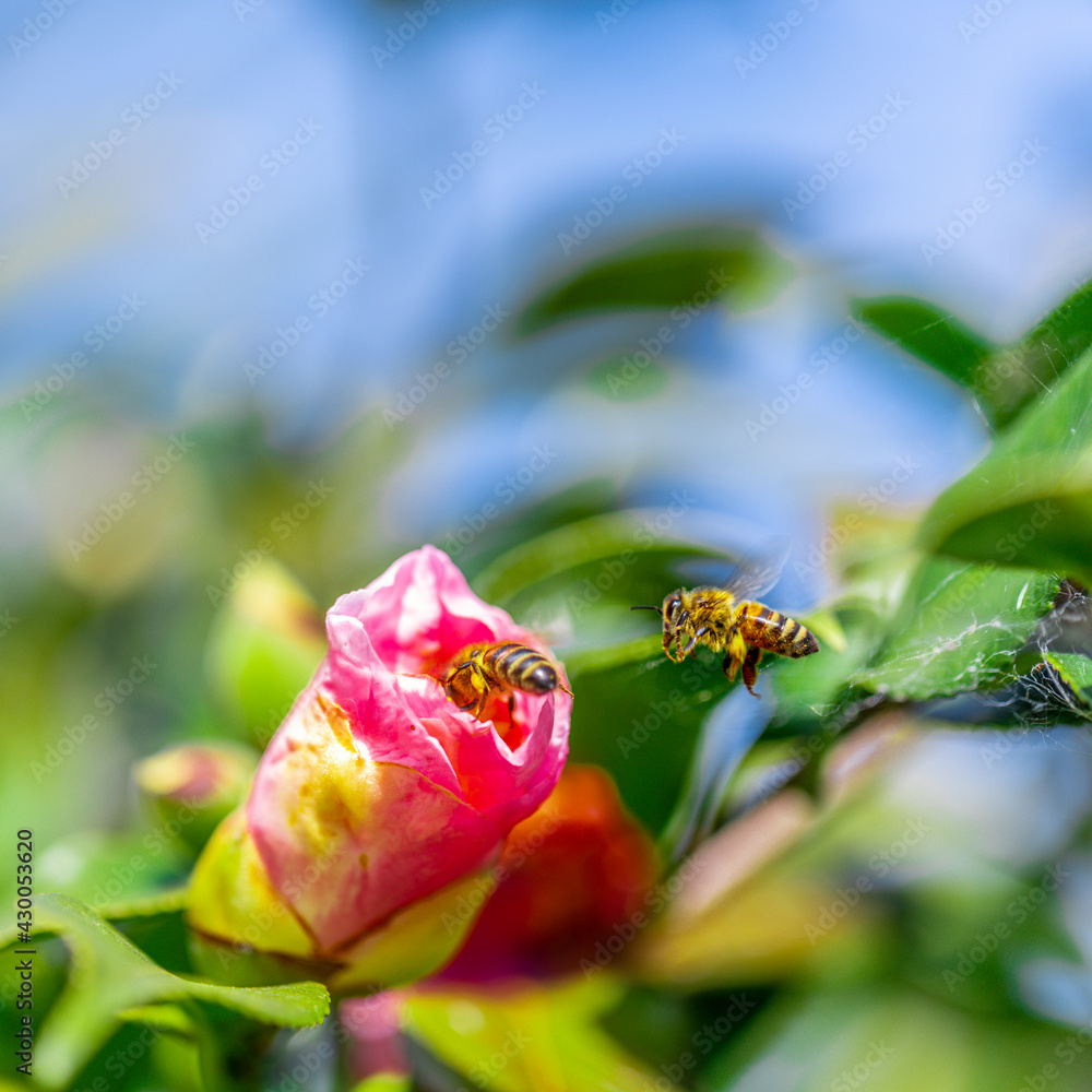 Bee hovering over Pink and red flower trying to get pollen with a nice green background Bee hovering over Pink and red flower trying to get pollen with a nice green background