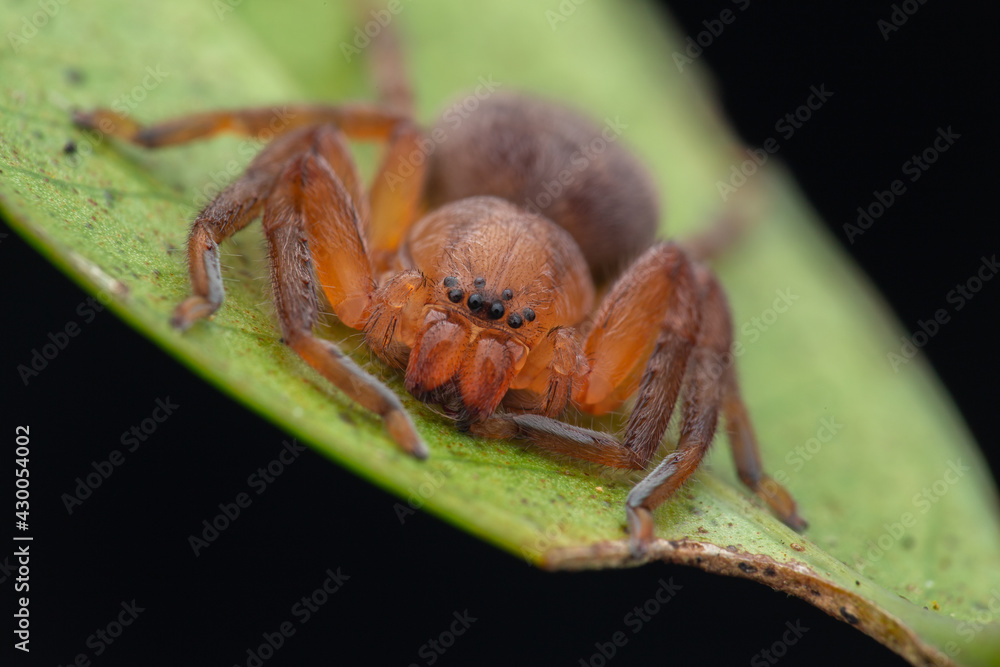 Fototapeta premium Hunstman Spider on green Leaves , Beautiful Spider in Sabah, Borneo ( Selective Focus)